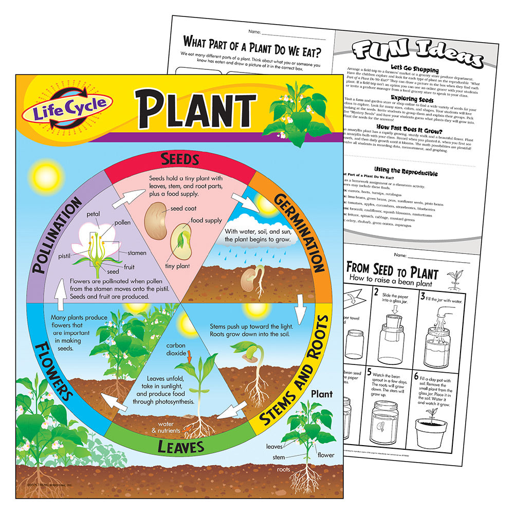 life cycle of seeds and plants Life Cycle Of A Plant Chart – School House GB