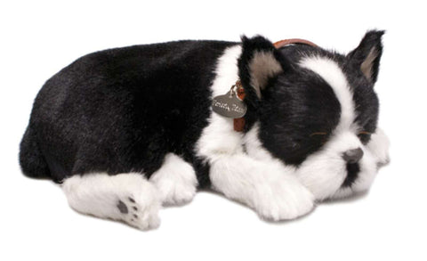 PERFECT PETZZZ BOSTON TERRIER