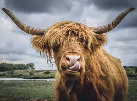 HIGHLAND CATTLE 300 PC PZ