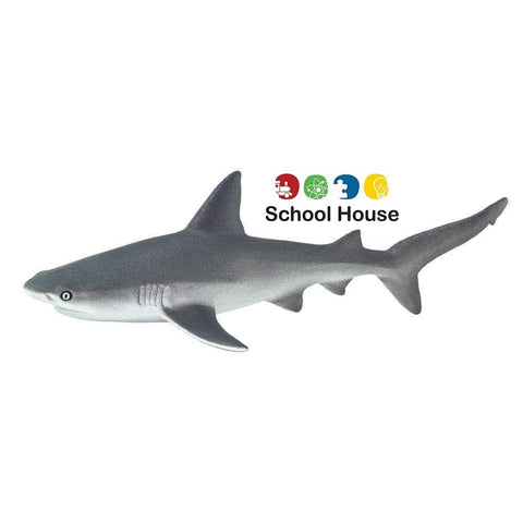 Gray Reef Shark