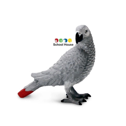 African Gray Parrot