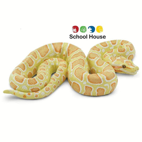 Albino Burmese Python