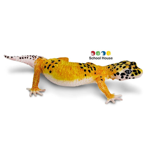 Leopard Gecko