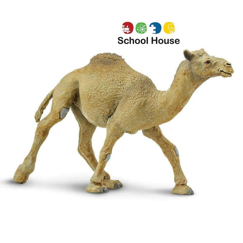 Camel Dromedary