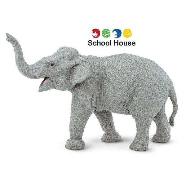 Asian Elephant – School House GB
