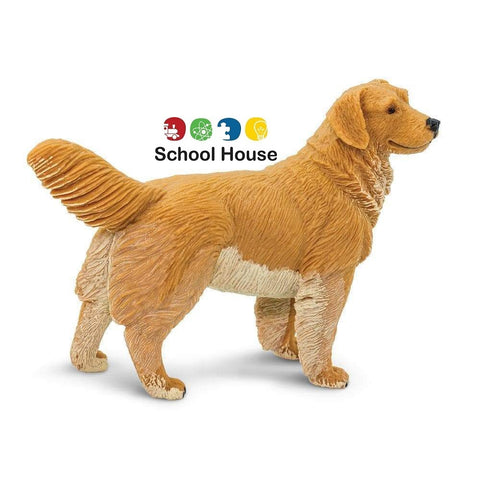 Golden Retriever Adult