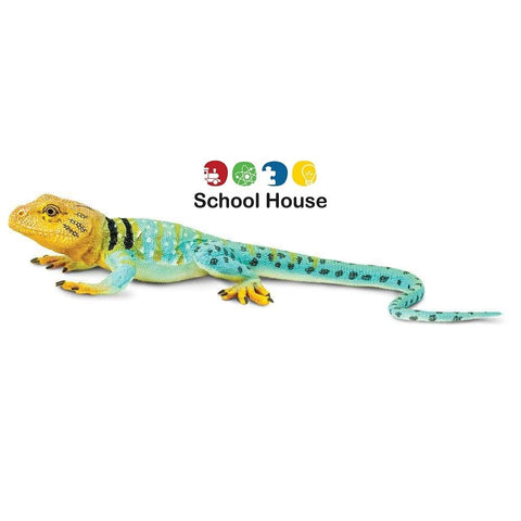 Collared Lizard