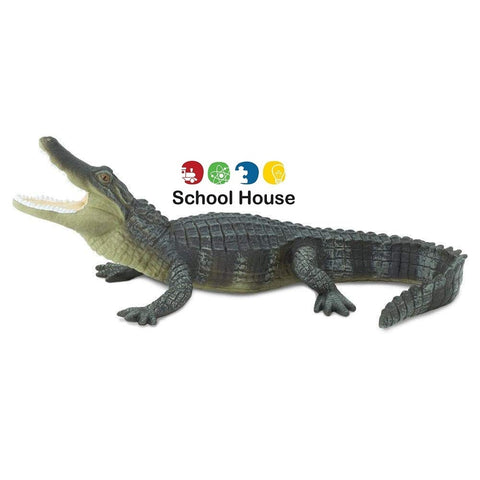 Alligator