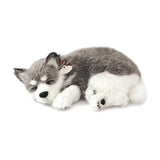 PERFECT PETZZZ ALASKAN HUSKY