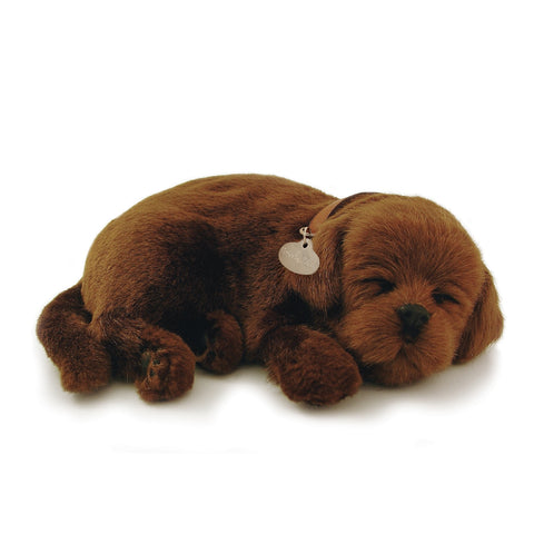 PERFECT PETZZZ CHOCOLATE LAB