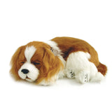 PERFECT PETZZZ CAVALIER KING CHARLES