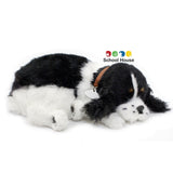 PERFECT PETZZZ COCKER SPANIEL