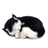 PERFECT PETZZZ BLACK & WHITE KITTEN