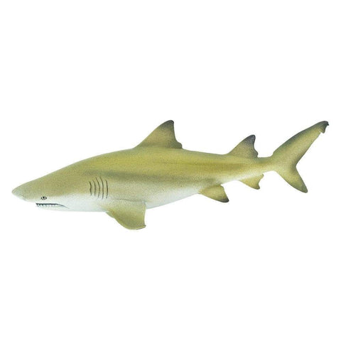 Lemon Shark