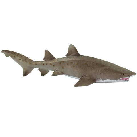 Sand Tiger Shark