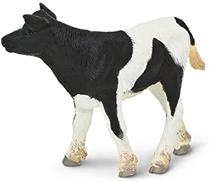 Holstein Calf