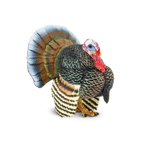 Turkey Male