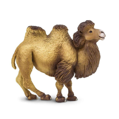 Camel Bactrian