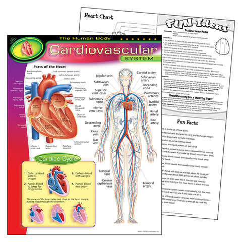 Human Body Cardiovascular Chart