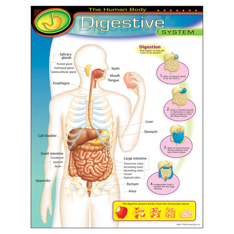 Human Body Digestive Chart