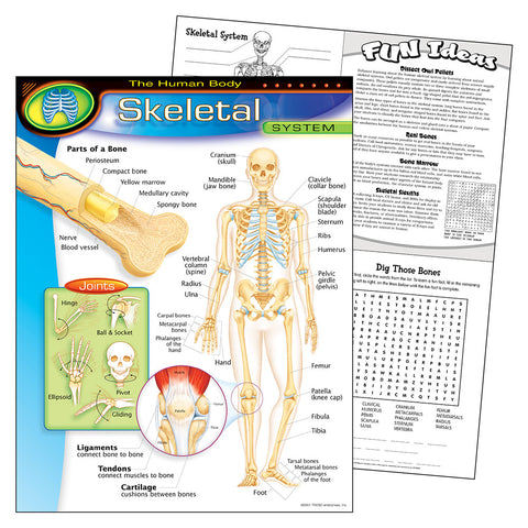 Human Body Skeletal Chart