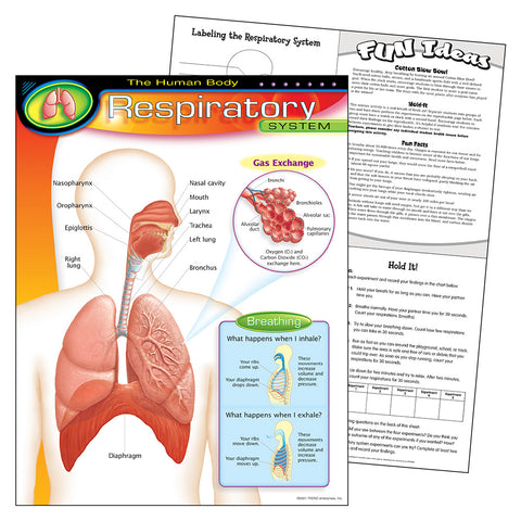Human Body Respiratory Chart