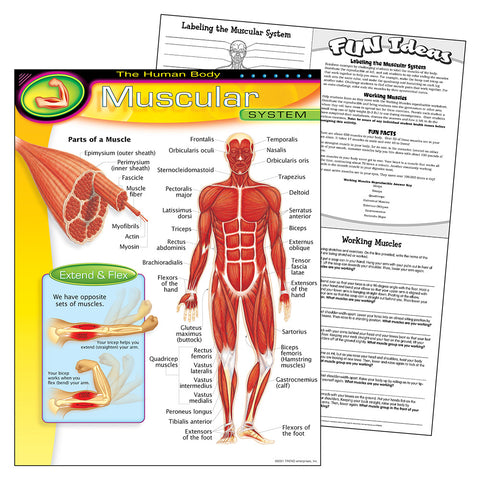 Human Body Muscular Chart